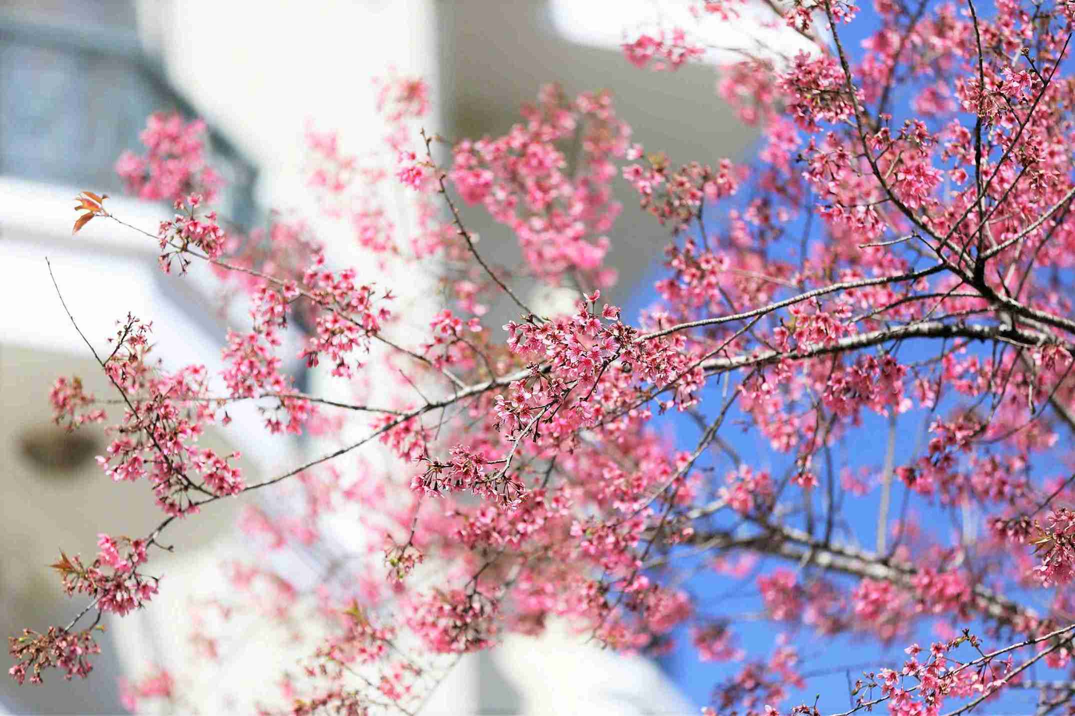 Mai anh dao bung no tai vung ngoai o Da Lat. Anh: Phuc Khanh 