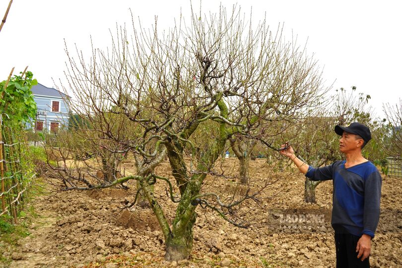 Goc dao gia 22 trieu dong da co chu cua vuon dao ong Do Van Chinh. Ảnh: Mai Dung