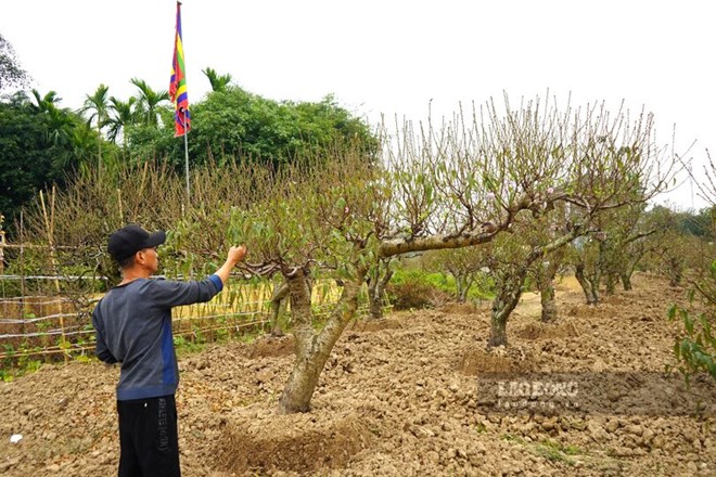Đào Tết Hải Phòng giá hàng chục triệu đồng, khách chốt đơn trước cả tháng