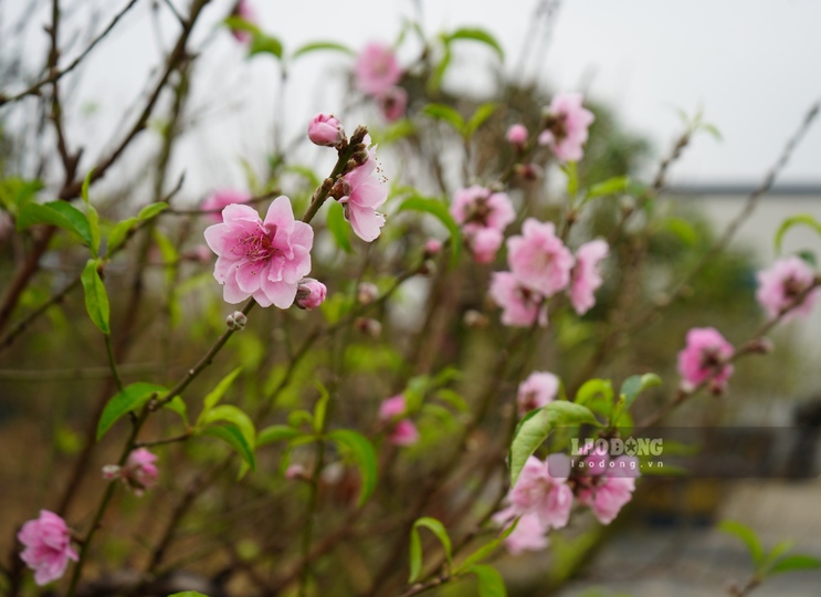 Dao Tet nam nay duoc danh gia la dep hon so voi moi nam nho thoi tiet thuan loi. Ảnh: Mai Dung