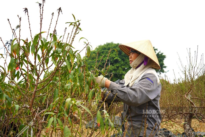 Nong dan tuot la dao, thu nhap 300.000 dong/ngay. Ảnh: Mai Dung