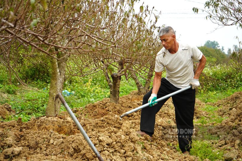 Cong viec dao bong, giu cho dao khong no som cung mang lai thu nhap cho ba con. Ảnh: Mai Dung