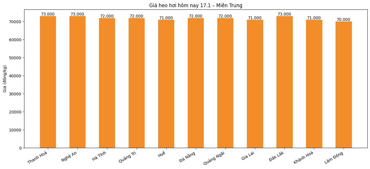 Gia heo hoi hom nay 17.1 tai khu vuc mien Trung. Do hoa: An Phuong