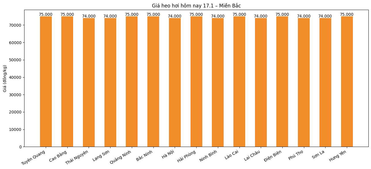 Gia heo hoi hom nay 17.1 tai khu vuc mien Bac. Do hoa: An Phuong
