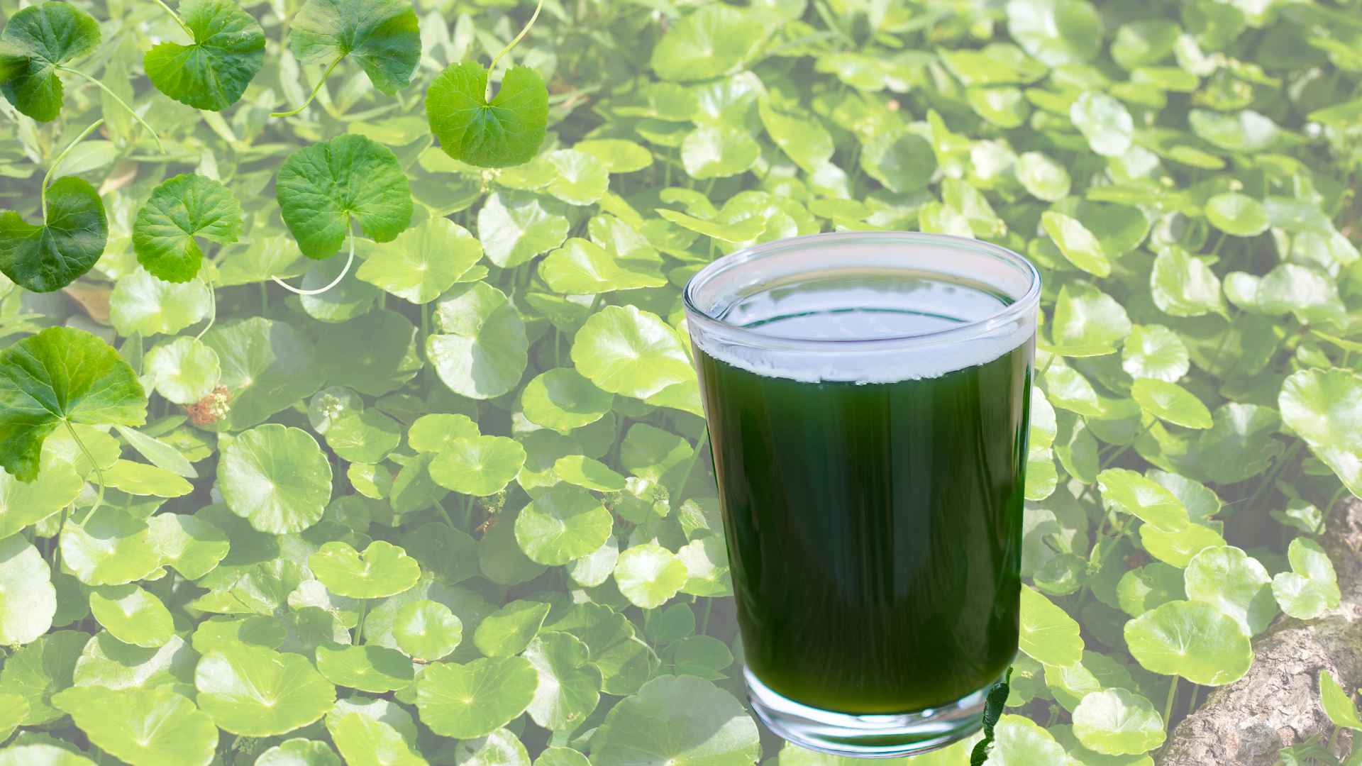 Late morning drinking pennywort water is a suitable time to gently detoxify the body. Graphic photo: Huong Son