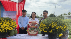 Cho Lach Commune Party Secretary directly livestreams selling early-blooming chrysanthemum mums, supporting farmers in consuming Tet flowers.