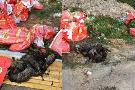 Lobos muertos malolientes arrojados a la calle en la comuna de Dong Loc. Foto tomada de un video que la gente reflejo.