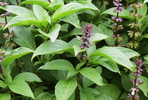 Drinking basil leaf water at the right time will support body detoxification. Photo: Kieu Vu