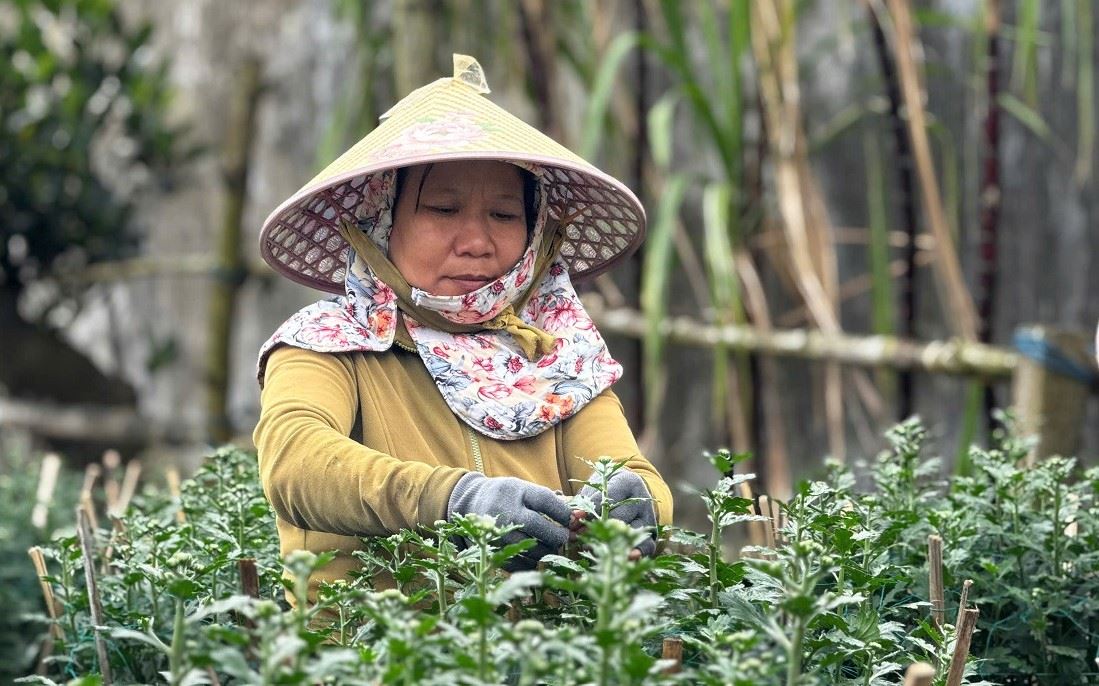 Farmers in Nghia Hiep flower village, Quang Ngai province take care of Tet chrysanthemums. Photo: Vien Nguyen