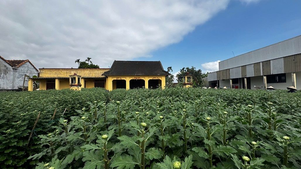 Nhieu vuon hoa cuc Tet o xa Ve Giang da duoc thuong lai dac coc. Anh: Vien Nguyen