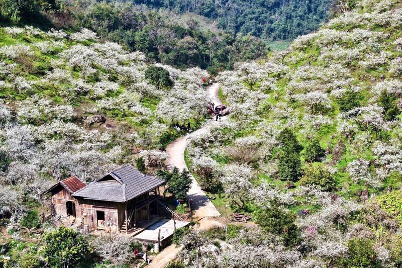 목쩌우동 자두밭에서 체크인하는 관광객. 사진: 쯔엉선