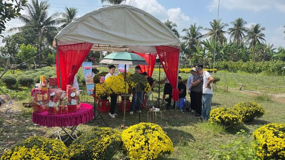 More than 1,800 chrysanthemum pots in Cho Lach flower village are consumed through livestream sessions to support farmers. Photo: Hoang Loc