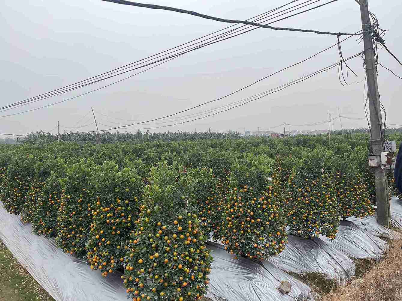 Quat Hoan Long noi bat voi qua deu, la xanh, dang dep. Anh: Mai Huong