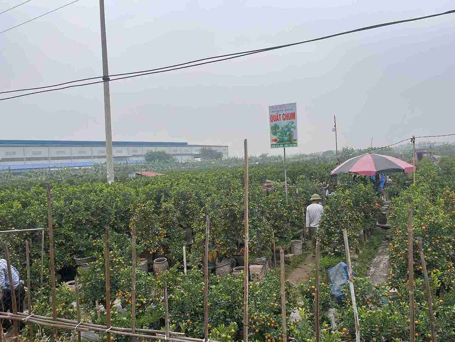 ホアンロンキンカンは春の色で鮮やかで、人々に安定した収入源をもたらします。写真:マイ・フオン