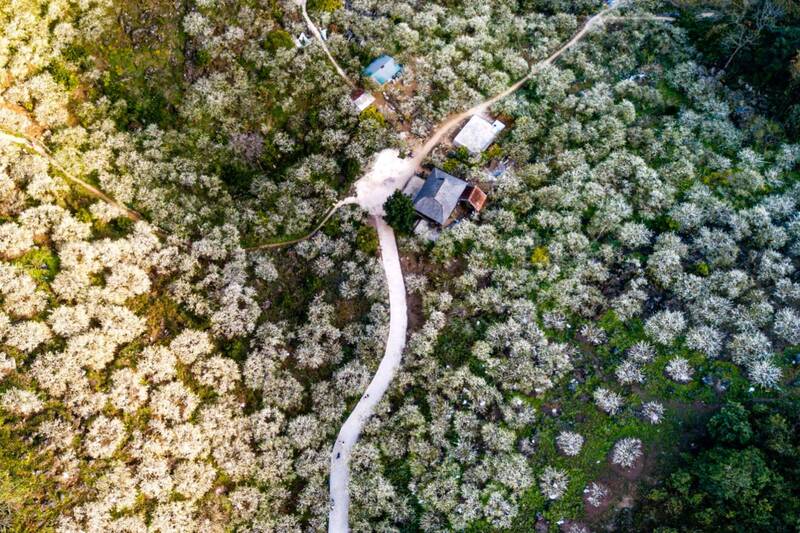 Moc Chau real-scene fashion contest - brilliant flower season at Mu Nau Farm Tourist Area, Moc Chau ward. Photo: Truong Son