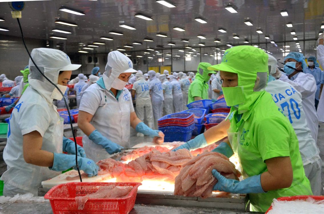 Che bien ca tra xuat khau tai doanh nghiep o Dong Thap. Anh: Thanh Mai