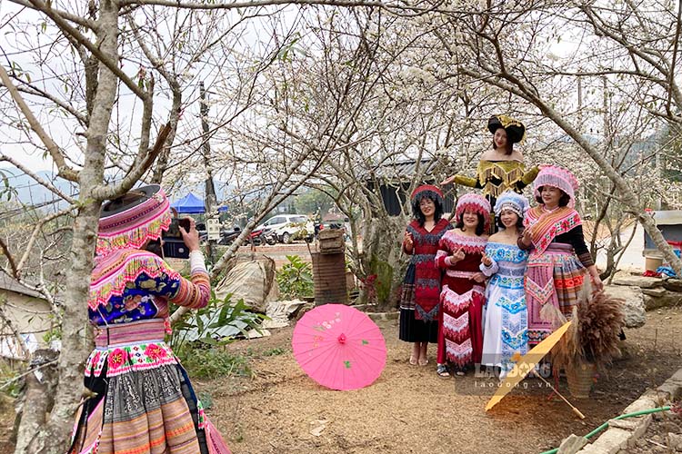 Tourists check-in to plum gardens in Dien Bien during the New Year. Photo: Quang Dat