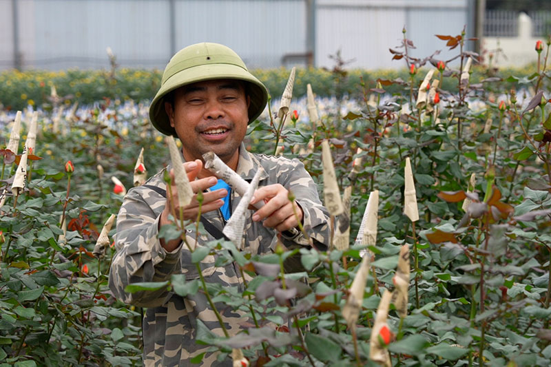 People celebrate Tet early, flower growers are busy supplying goods to the market