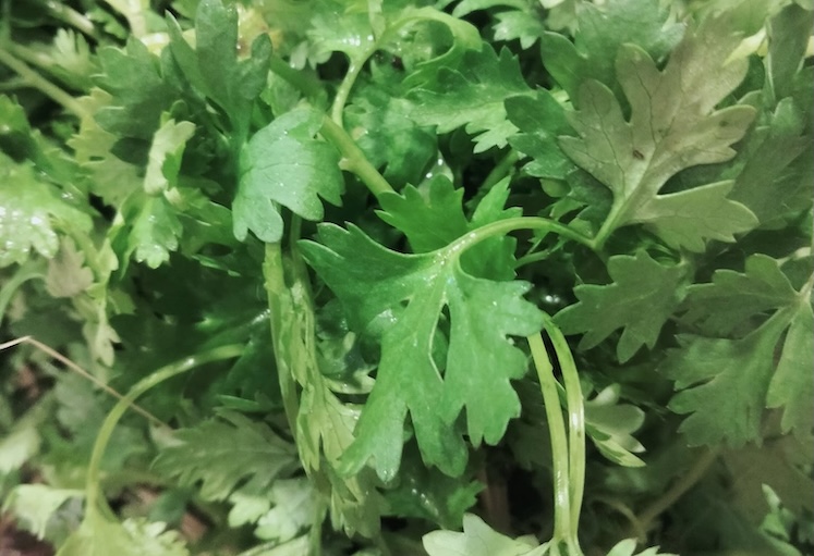 The sleep of shift workers will be supported by this spice vegetable. Photo: Kieu Vu