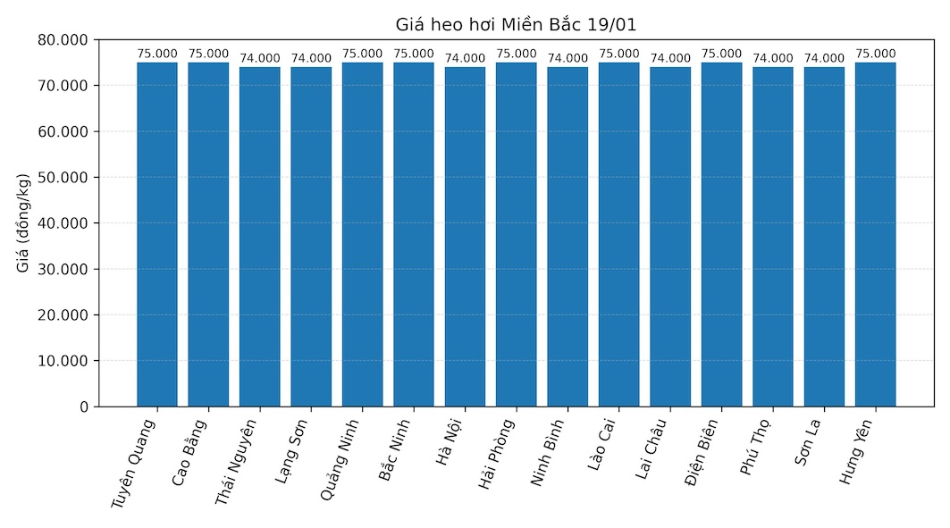 Gia heo hoi hom nay 19.1 tai khu vuc mien Bac. Do hoa: Thuy Linh