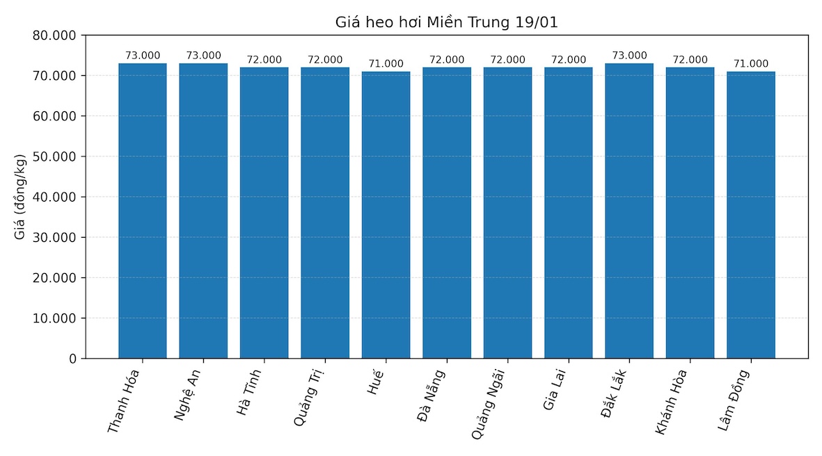 Gia heo hoi hom nay 19.1 tai khu vuc mien Trung. Do hoa: Thuy Linh