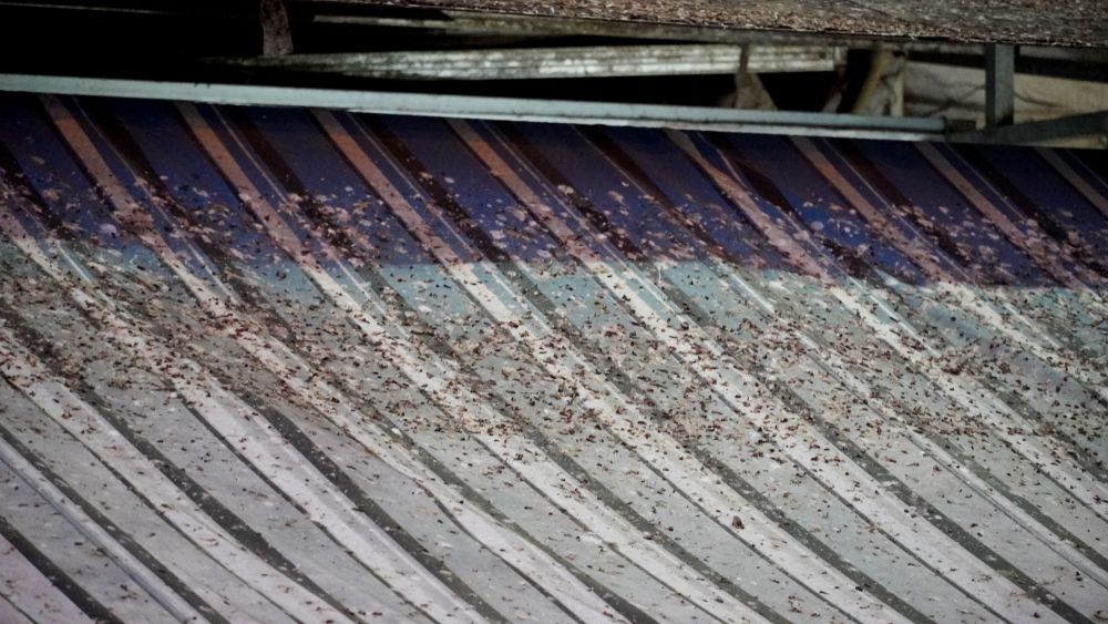 Mai che cua mot nha dan tren duong Nguyen Hue day phan chim.