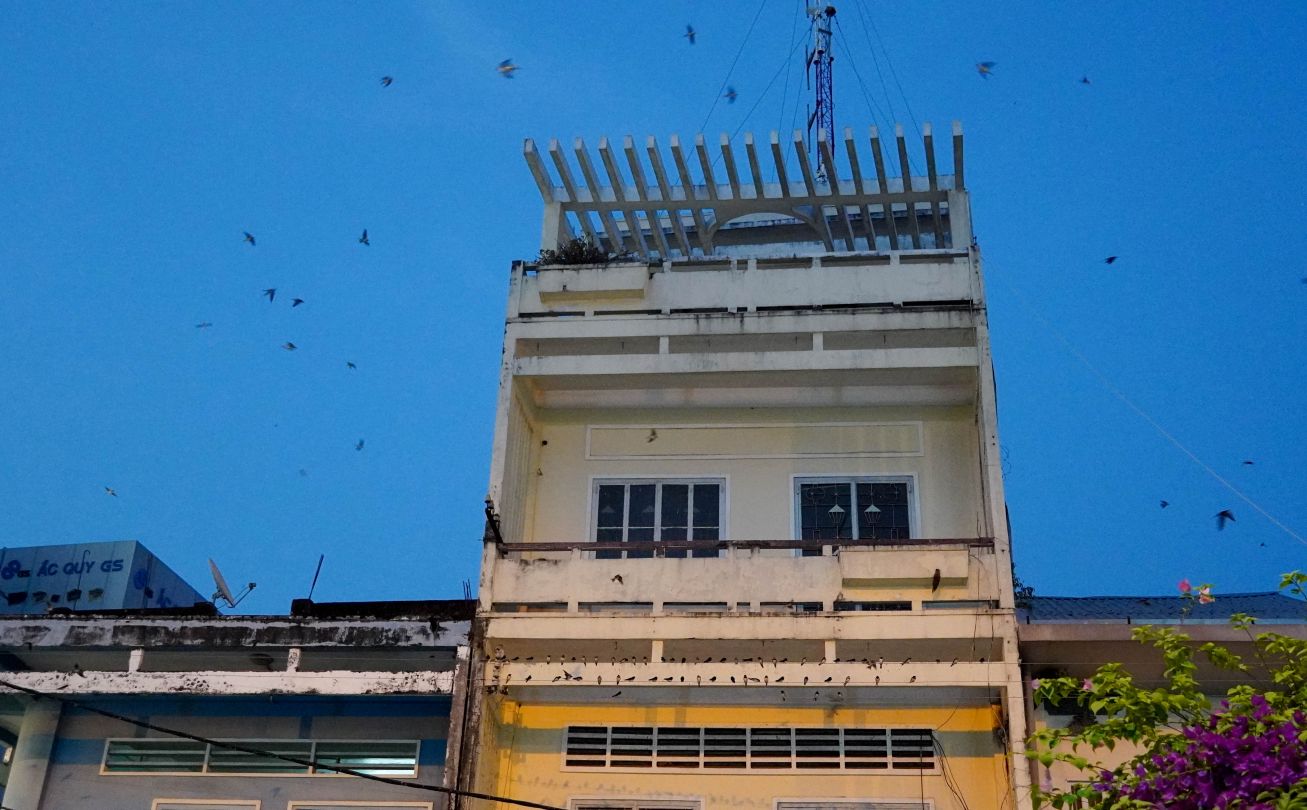Chi Tu, mot ho kinh doanh banh mi tren tuyen duong nay, chia se: “Chim dau kin day dien, ngay nao cung vay. Khach so bi phan roi trung dau nen ngai ghe mua. Co nguoi vua ghe la giuc lam nhanh de di lien, so dung lau chim thai phan trung. Co nguoi bi dinh roi nen lan sau khong dam quay lai nua. Quet don hoai cung khong xue, sang rua thi chieu lai ban tiep“.