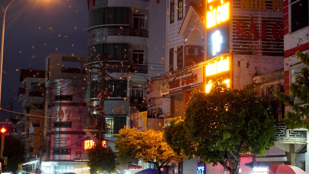 Hon hai thang qua, chim en ve tru ngu voi so luong lon tren cac tan cay ven Cong vien 30/4 (TP Can Tho). Moi chieu, hang nghin con bay ve, roi den toi toa ra day dien va nha dan cac tuyen pho lan can, tao nen khung canh la mat giua long do thi.