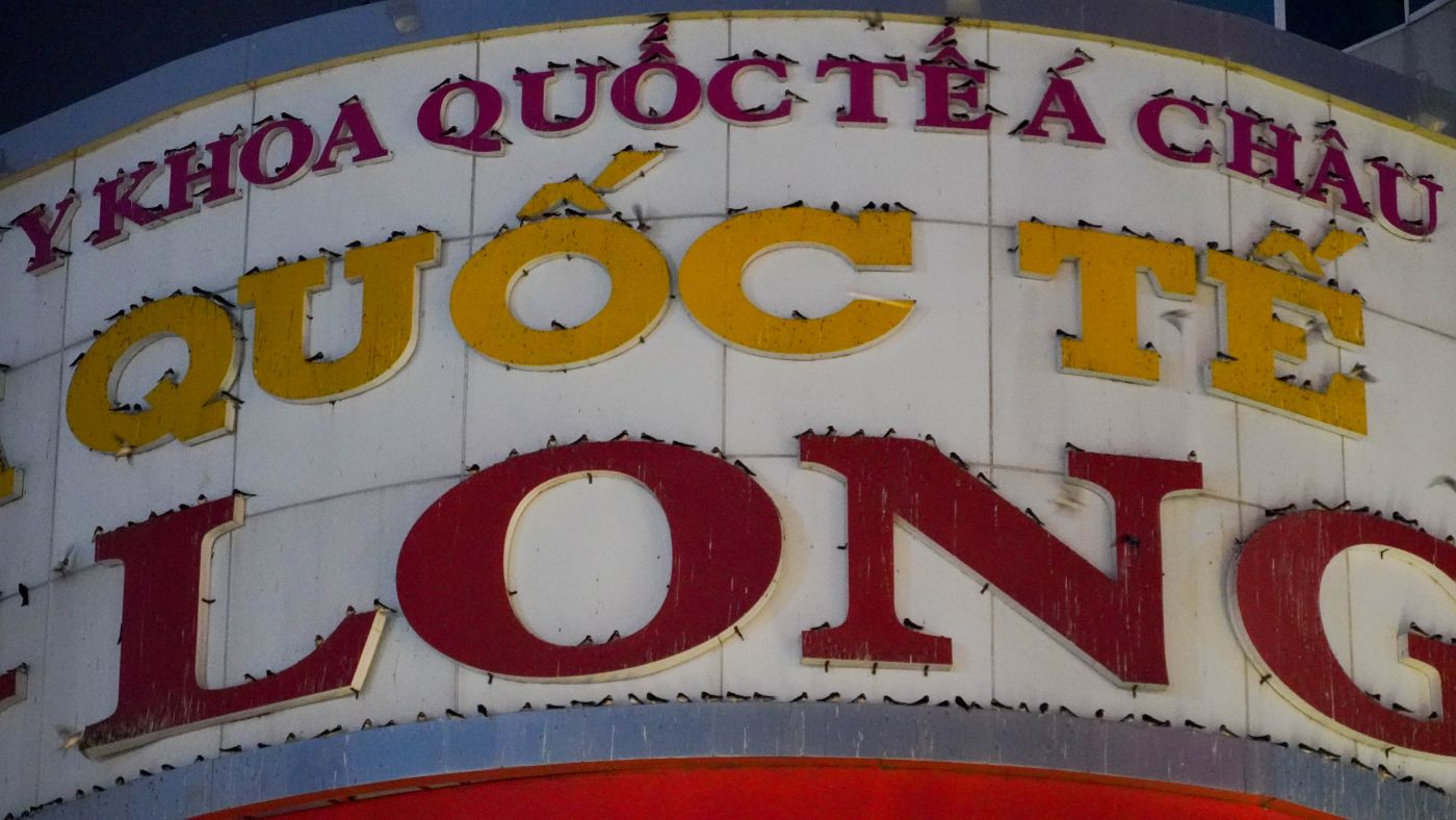 Chim en dau tren cac day dien, cap vien thong va ca bang hieu.