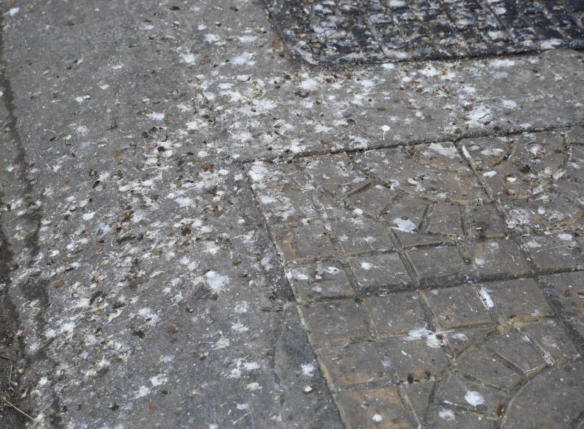 Nguoi dan song doc tuyen duong con lo ngai ve van de ve sinh va suc khoe. “Phan chim nhieu, rat hoi, so phat sinh mam benh nen phai rua thuong xuyen. Nhung toi chim lai ve dau, sang ra lai ban nhu cu“, mot nguoi dan o duong Hai Ba Trung noi.