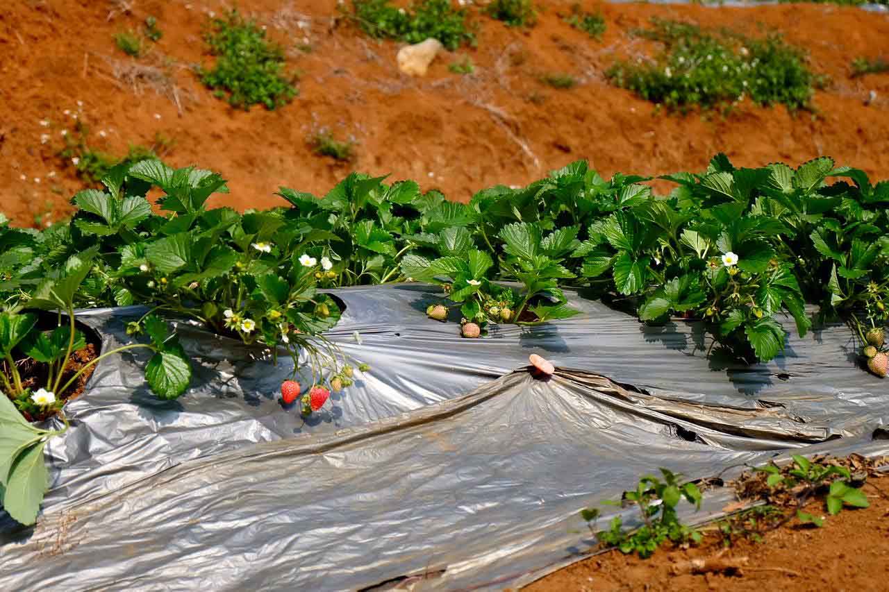 Một luống dâu tây. Ảnh Đặng Huyền