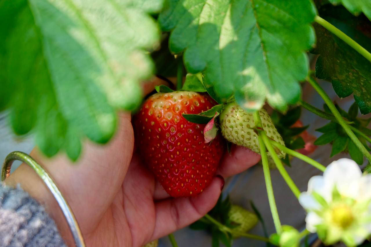 Hái dâu là một trải nghiệm tuyệt vời. Ảnh Đặng Huyền