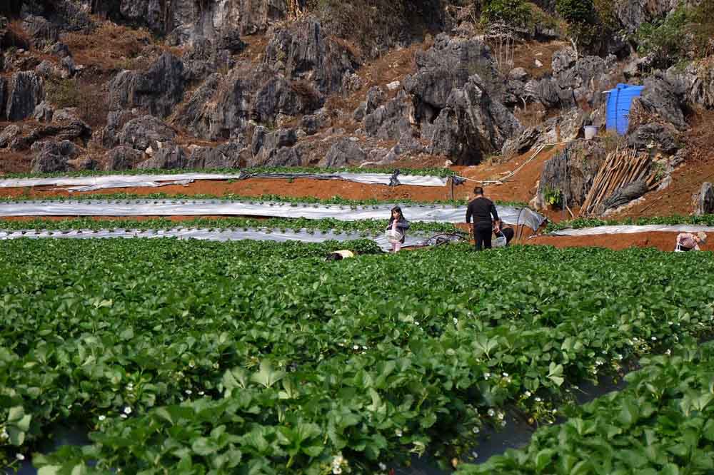 Một vườn dâu tây ở Mộc Châu. Ảnh: Đặng Huyền