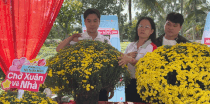 Cho Lach Commune Party Secretary livestreams the consumption of early blooming chrysanthemums, opening up the direction of agricultural digital transformation for Cho Lach ornamental flowers. Photo: Hoang Loc