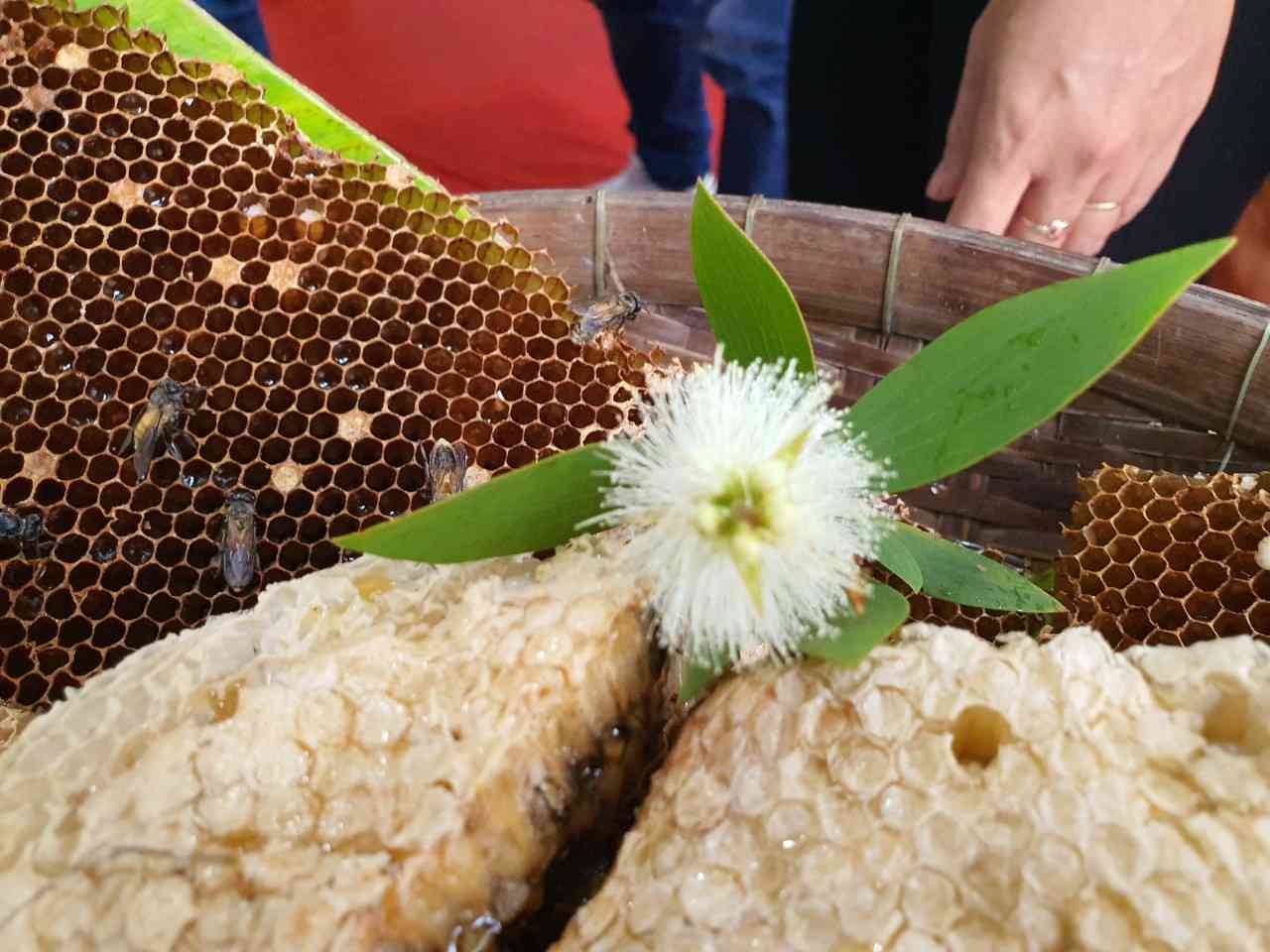 U Minh Ha cajeput forest honey, Ca Mau is famous for its fragrance and deliciousness. Photo: Nhat Ho.