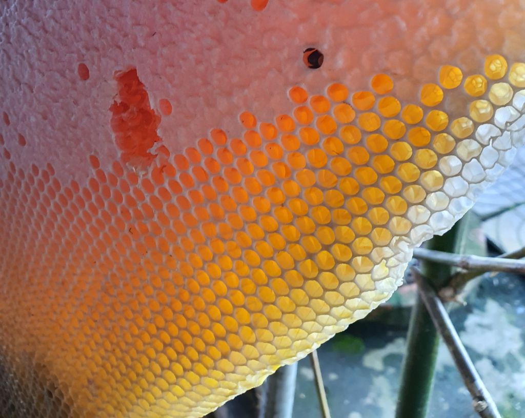 Mot goc to ong o U Minh Ha, Ca Mau. Anh: Nhat Ho