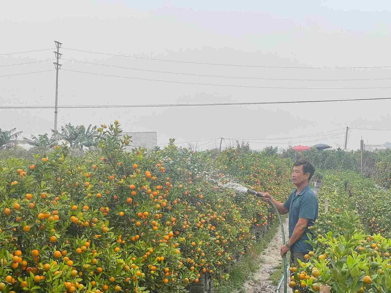 Hoa Long kumquat growers are busy completing each pot to welcome Tet. Photo: Mai Huong