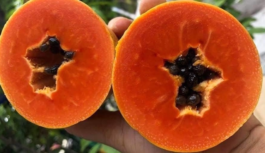 Papaya is a source of vitamin C supplement suitable for workers working at high intensity. Photo: Kieu Vu
