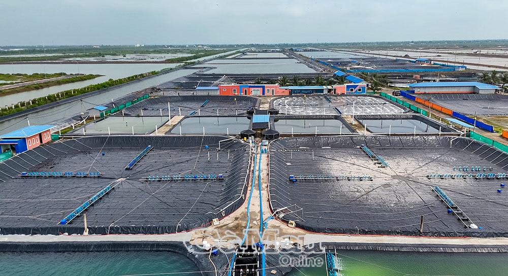 10/ Mo hinh nuoi tom cong nghe cao phat trien theo huong ben vung, thich ung voi bien doi khi hau. Anh: NGUYEN PHU