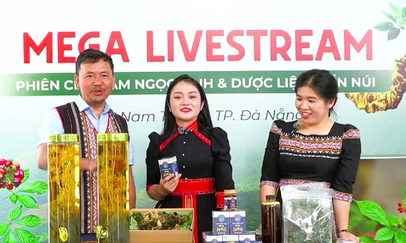 Livestream selling Ngoc Linh ginseng is a new way of doing things for the mountainous commune of Nam Tra My, Da Nang. Photo: Nguyen Hoang