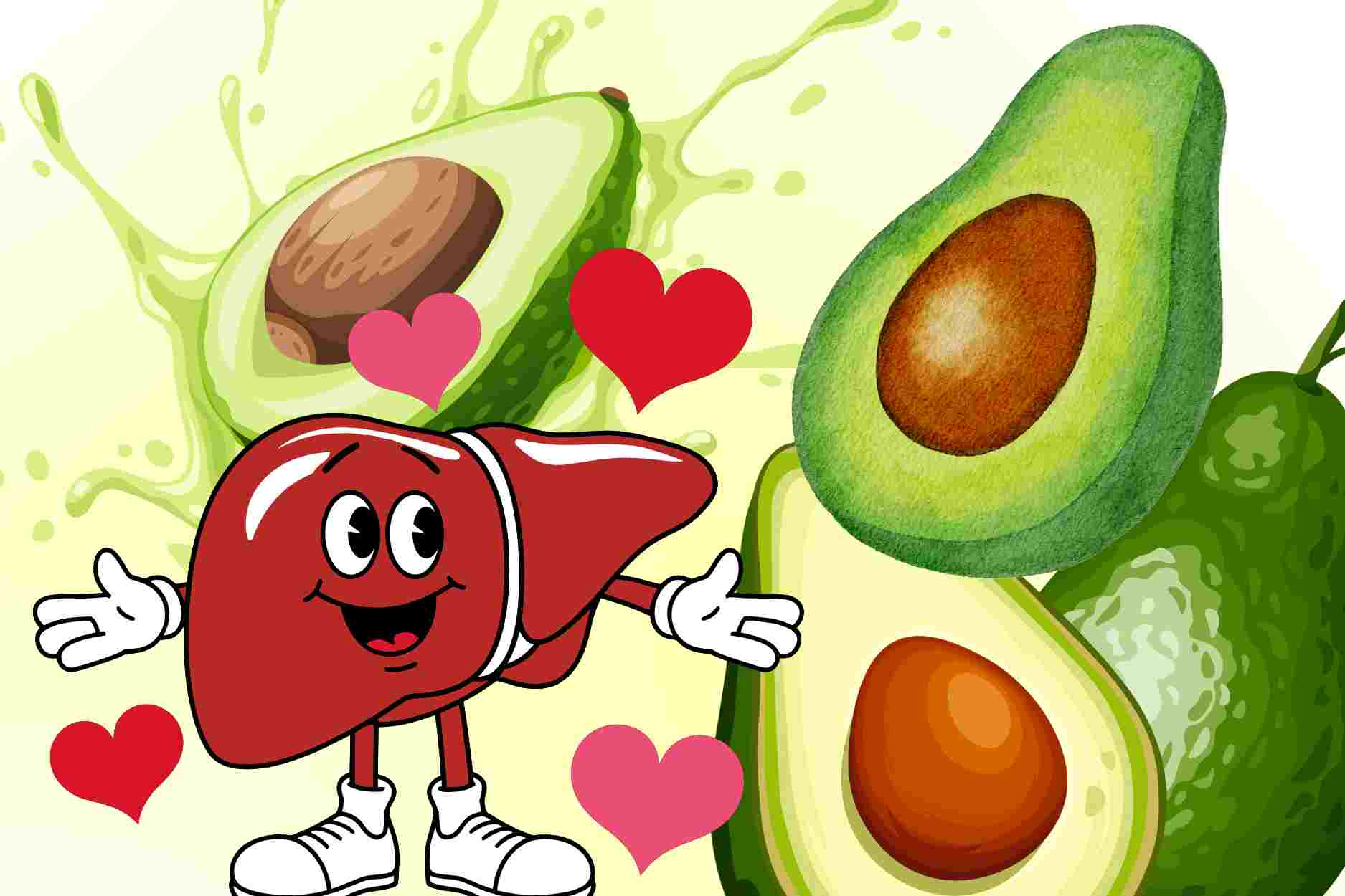 What happens to the liver when you eat fresh avocado regularly