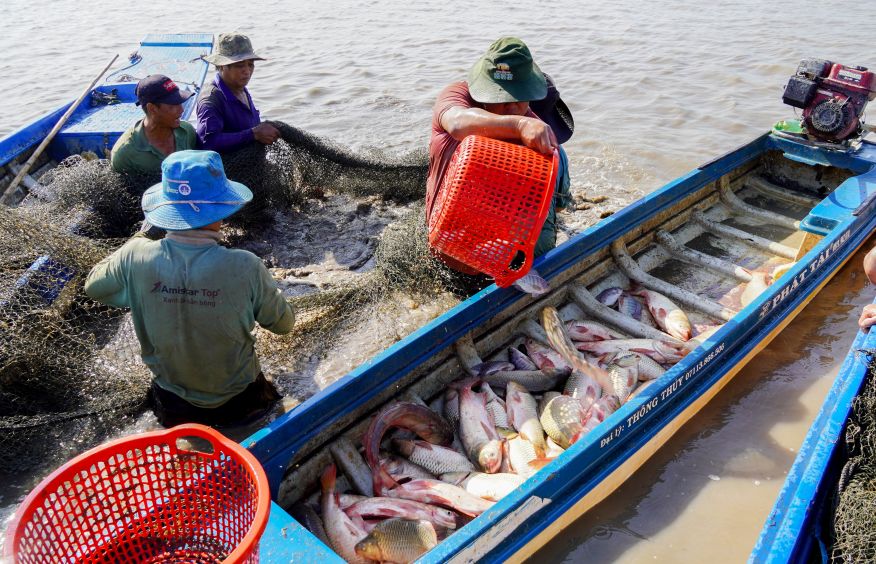 Theo chinh quyen dia phuong, nuoi ca tren ruong lua la mo hinh phu hop voi vung trung, giup nguoi dan thich ung voi lu, tan dung dat dai va chuan bi tot cho vu Dong Xuan.