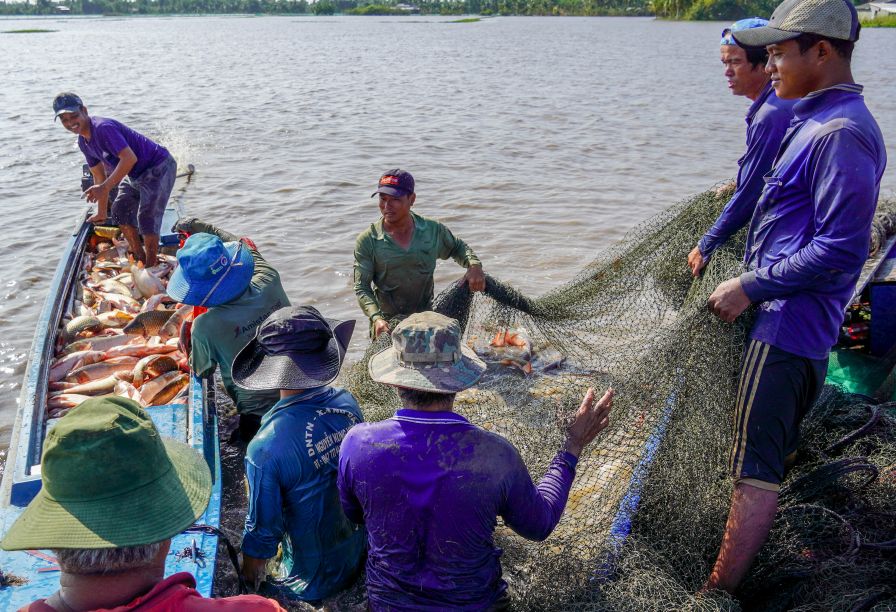 Sau 3–4 thang nuoi, ca dat trong luong tu 0,8–1 kg/con, cho thu hoach voi san luong kha, mang lai nguon thu on dinh cho nong dan.