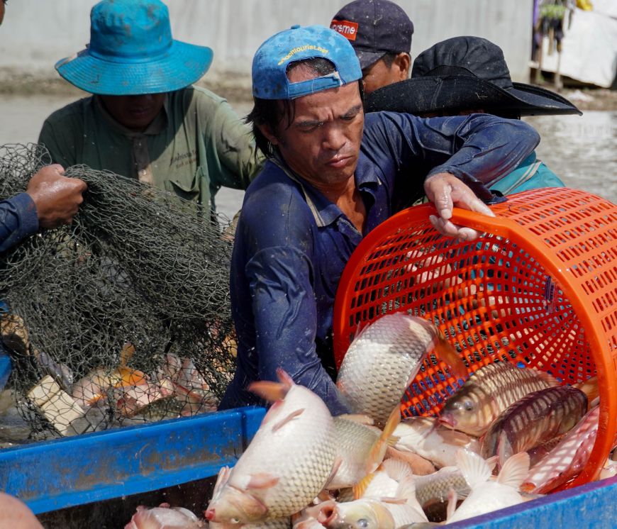Ong Dang Van Doi (xa My Tu, TP Can Tho) cho biet, nuoi ca tren ruong lua giup moi cong ruong (1000m2) mang lai loi nhuan khoang 1 trieu dong, trong khi trong lua vu ngap gan nhu khong co lai.
