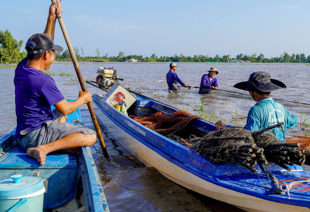 Sau khi thu hoach lua He Thu, nong dan tan dung ruong trung giu nuoc, tha ca giong nuoi tu nhien suot mua lu.