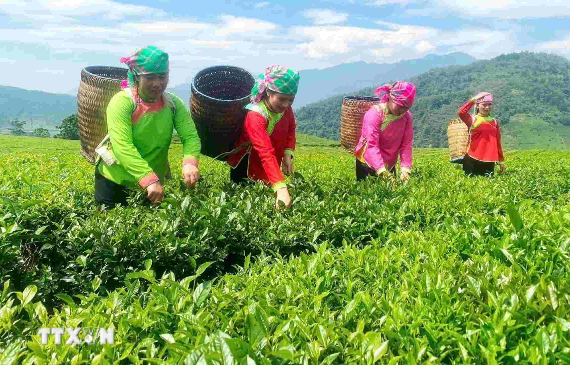 People of all ethnic groups in Lai Chau province look towards the 14th Party Congress with a vibrant spirit of emulation. Photo: VNA