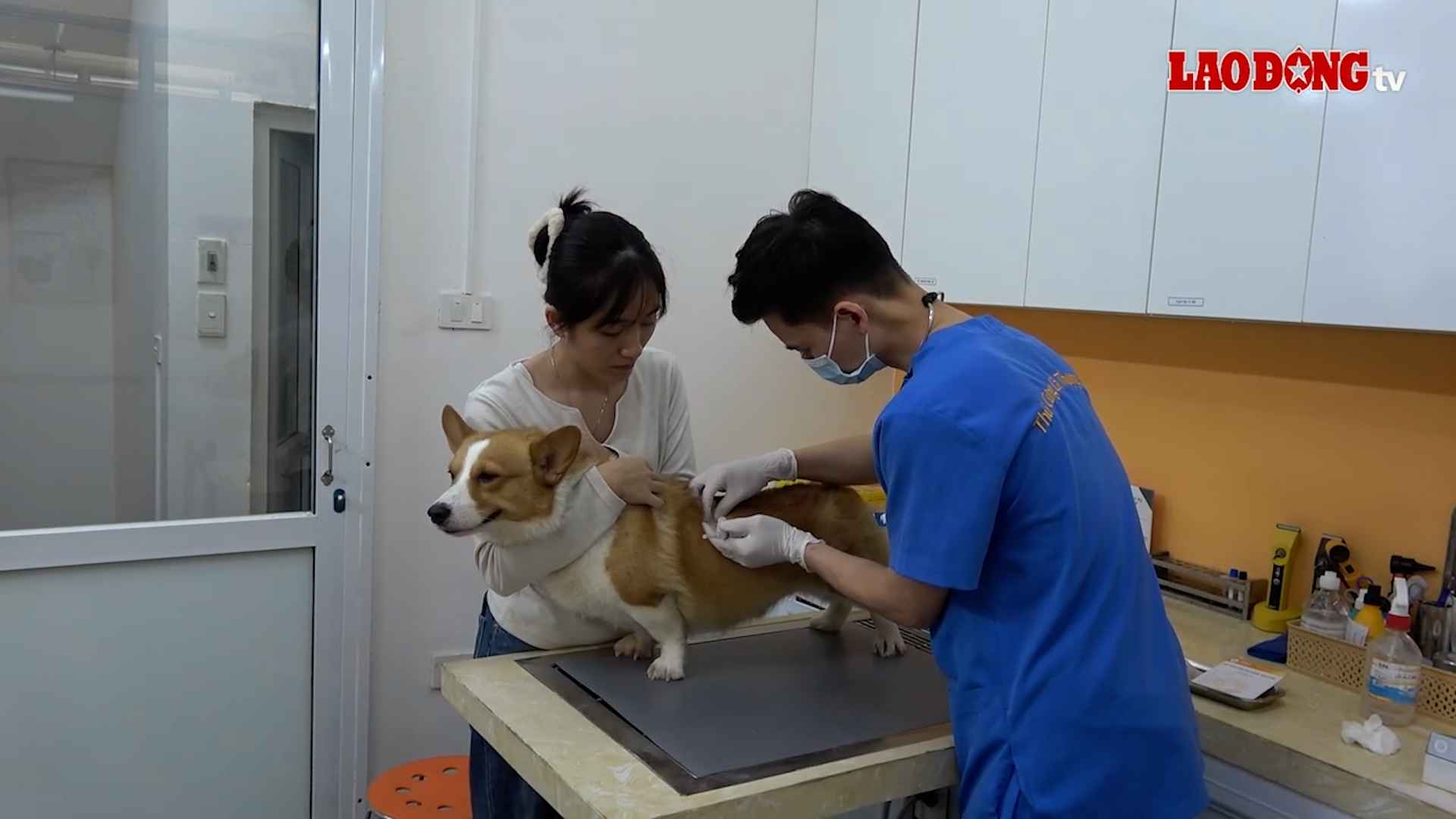 Many deaths from rabies, doctors warn of people's mistakes.