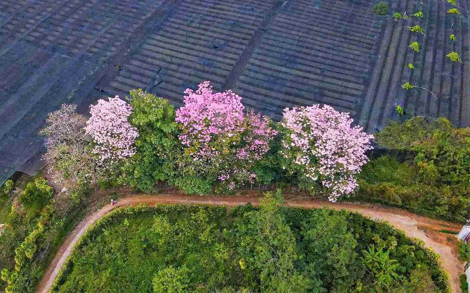 Dàn cây hồng phấn đẹp như tranh trước khi bị đào bứng “bức tử” không thương tiếc. Ảnh: Phi Long