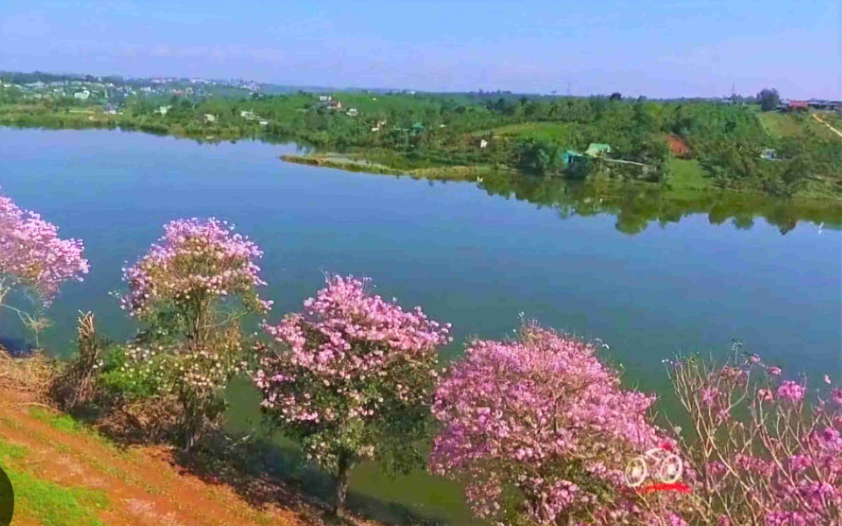 Mỗi độ xuân về, dàn cây kèn hồng bung nỏ tạo nên vẽ đẹp thơ mộng bên hồ Nam Phương (Bảo Lộc). Ảnh: Phúc Khánh