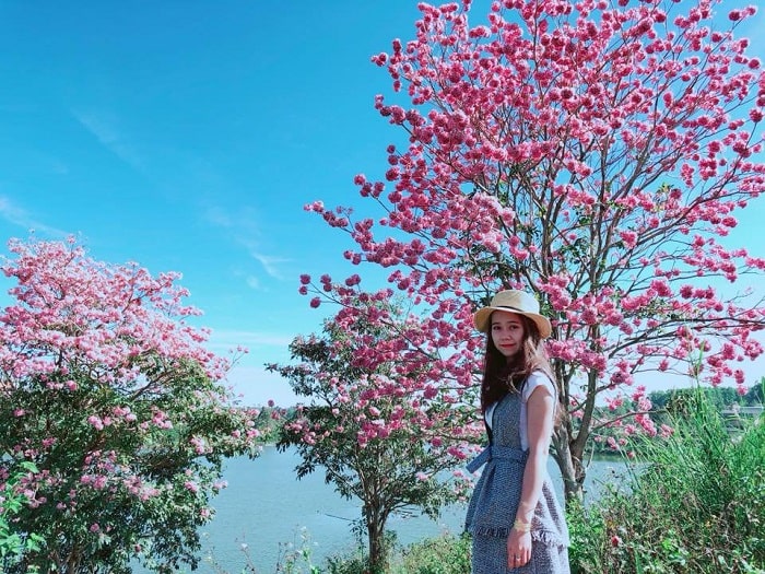 Mỗi độ xuân về, dàn cây hồng phấn bên hồ Nam Phương thu hút nhiều người dân, du khách tìm đến trải nghiệm, chụp hình. Ảnh: Phúc Khánh